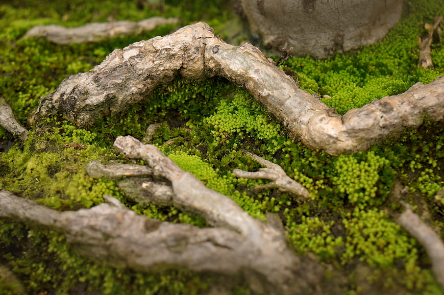 Close-up of vibrant green moss and textured tree roots