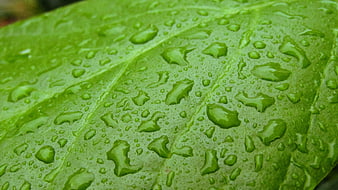 Close-up of green leaf with water droplets