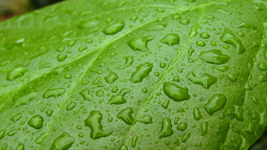 Close-up of green leaf with water droplets