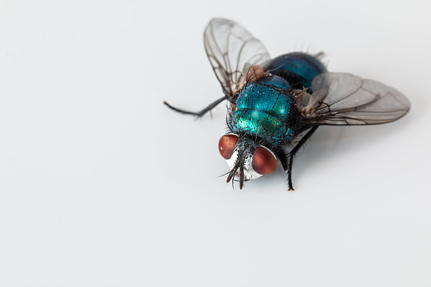 Close-up of a metallic blue bottle fly on white background