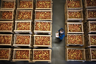 Top view of warehouse worker inspecting crates of apples