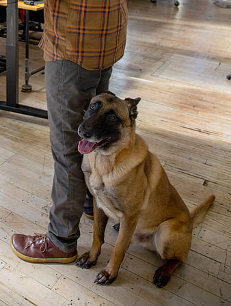 Belgian Malinois Dog Sitting Next to Man Indoors