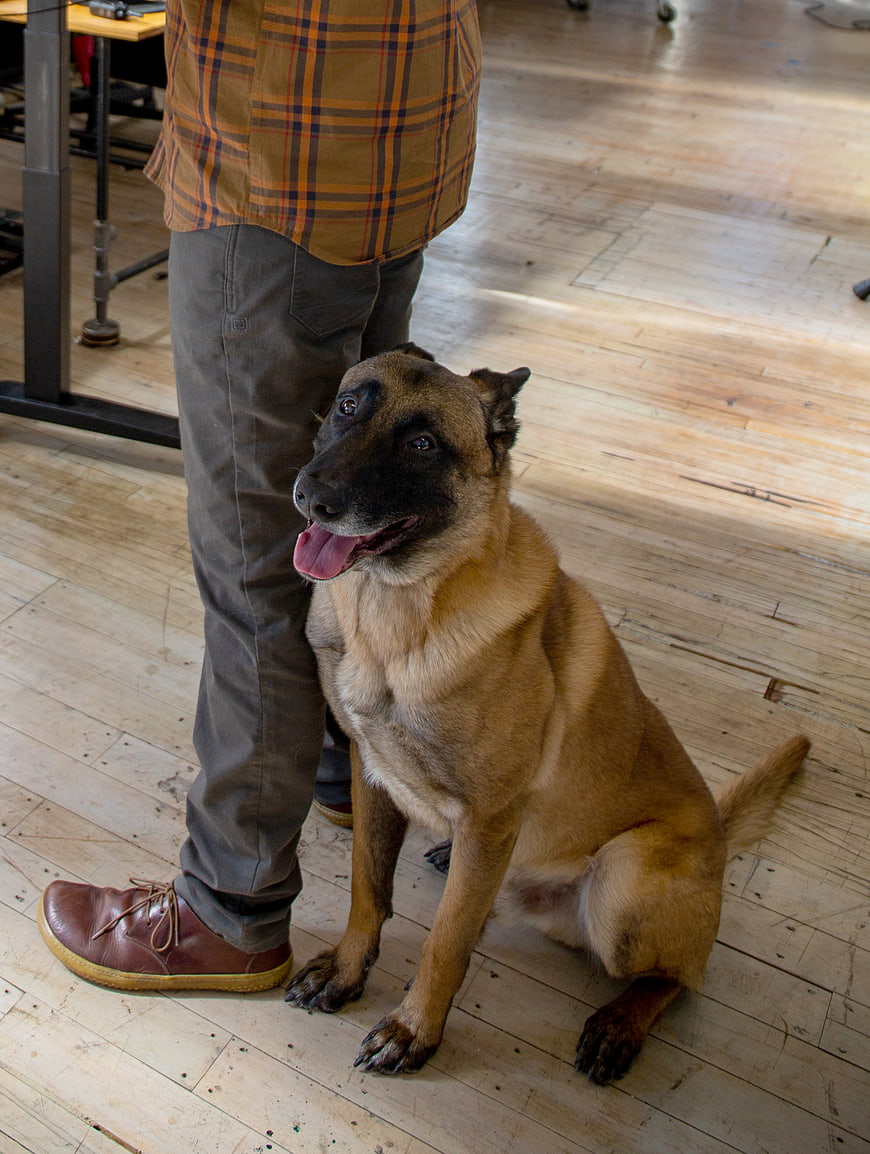 Belgian Malinois Dog Sitting Next to Man Indoors