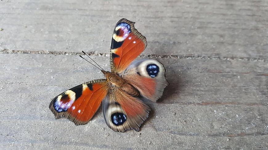 Peacock butterfly resting on gray wooden surface
