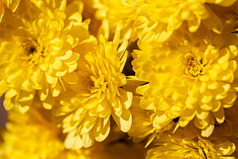 Close-up of Vibrant Yellow Chrysanthemum Flowers