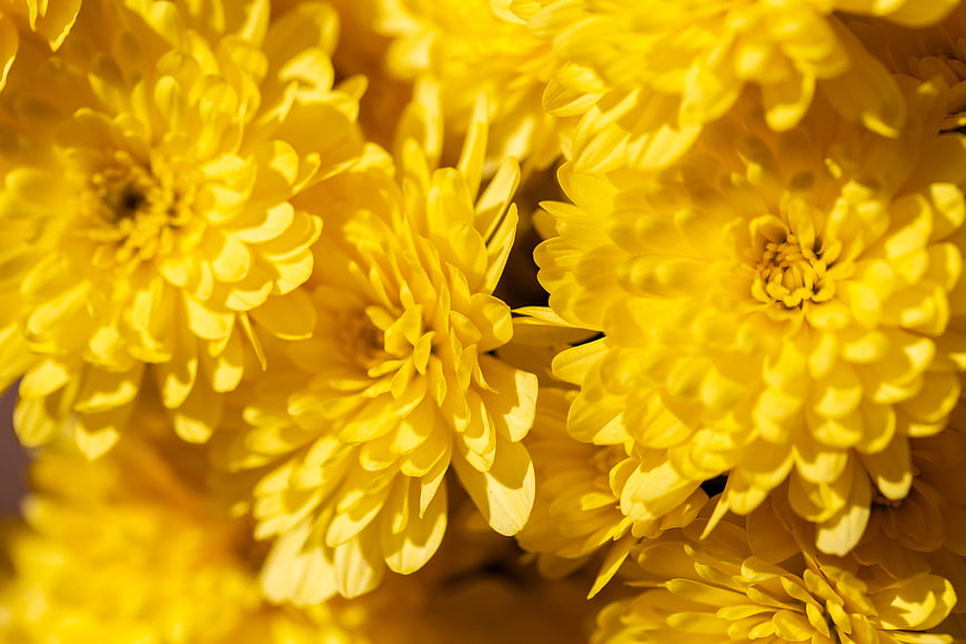 Close-up of Vibrant Yellow Chrysanthemum Flowers