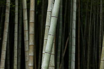 Close-up of green bamboo stalks in a dense forest