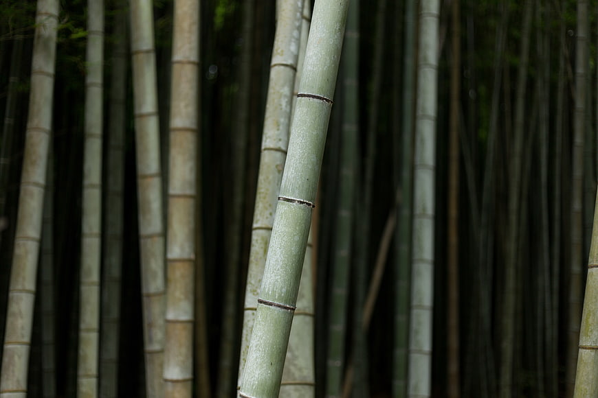 Close-up of green bamboo stalks in a dense forest