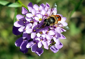 Hoverfly Pollinating Purple Wildflower in Sunlight