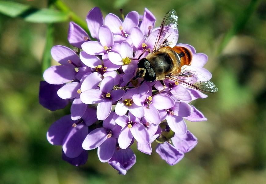 Hoverfly Pollinating Purple Wildflower in Sunlight