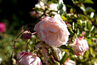 Pink Rose Blooms In Garden