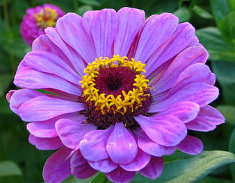 Close-up of vibrant purple zinnia flower with yellow center