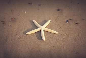White Starfish on Sandy Beach Shore