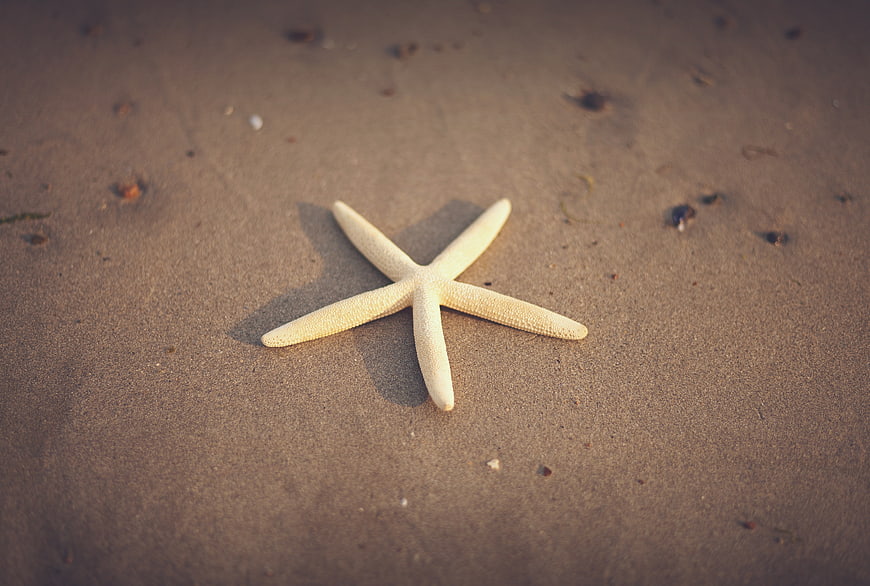 White Starfish on Sandy Beach Shore