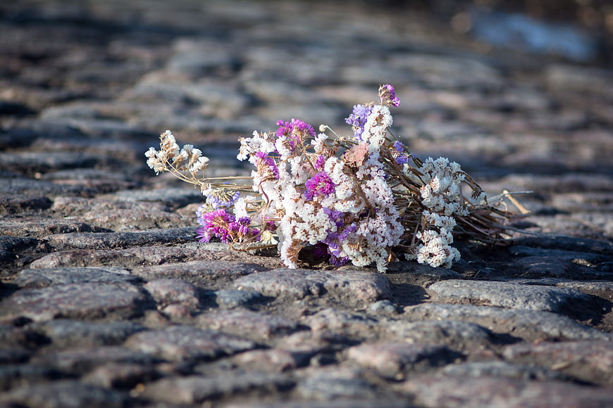 Dried purple and white flowers on cobblestone path