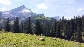 Cows grazing on alpine meadow with mountain peak background