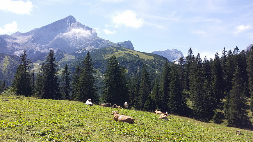Cows grazing on alpine meadow with mountain peak background