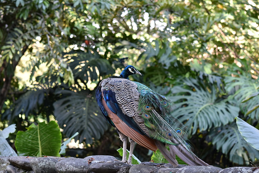 Male Peacock Standing on Stone Wall in Tropical Garden