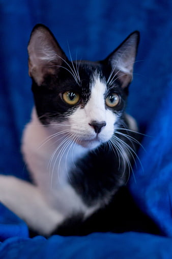 Black and white cat portrait on blue background