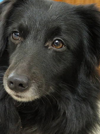 Close-up portrait of a black dog with expressive brown eyes