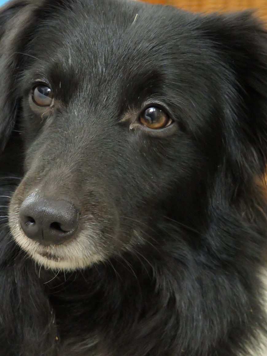 Close-up portrait of a black dog with expressive brown eyes