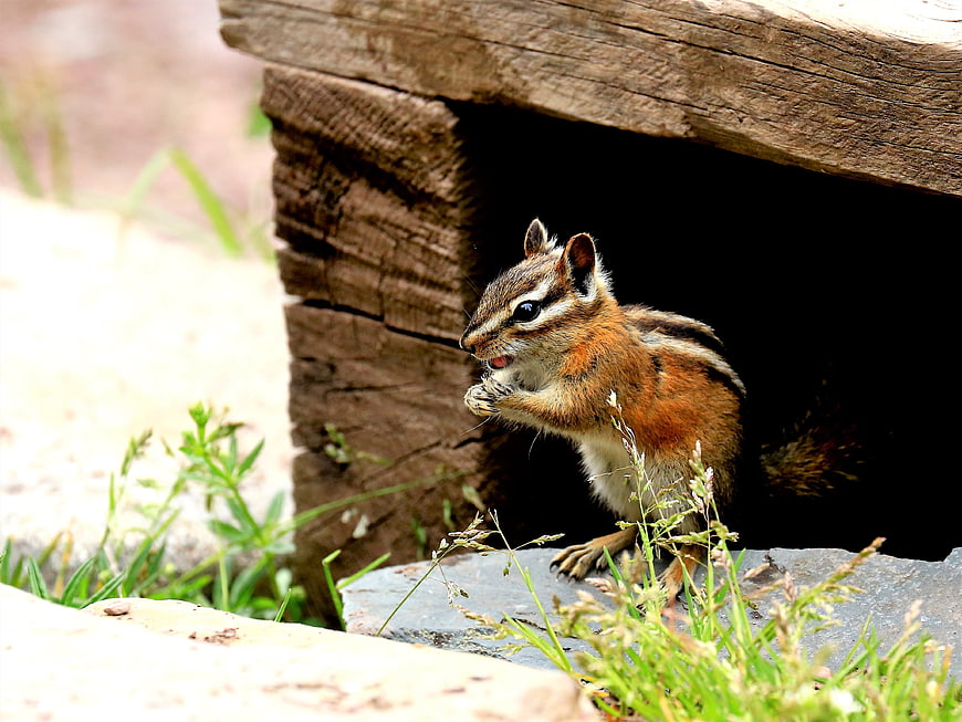 Cute chipmunk eating nut at wooden shelter entrance