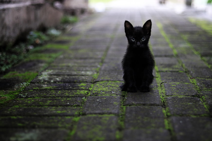 Black kitten sitting on mossy cobblestone path
