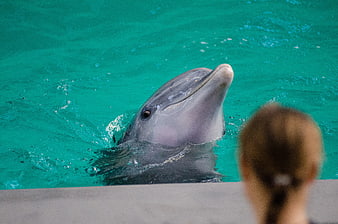 Dolphin Head Above Turquoise Water with Blurred Child