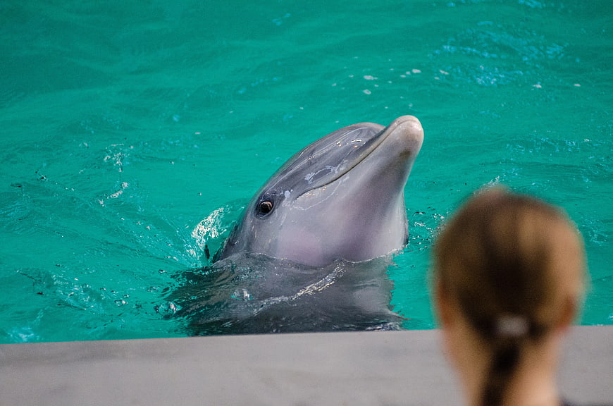 Dolphin Head Above Turquoise Water with Blurred Child