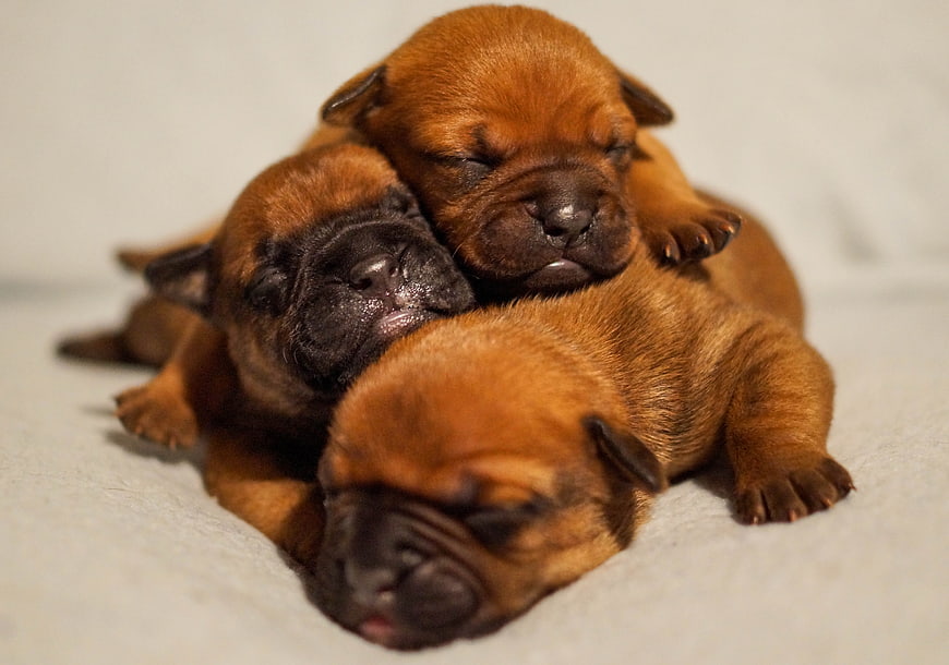 Three sleeping brown bulldog puppies cuddled together