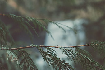 Close-up of pine branch with blurred waterfall background