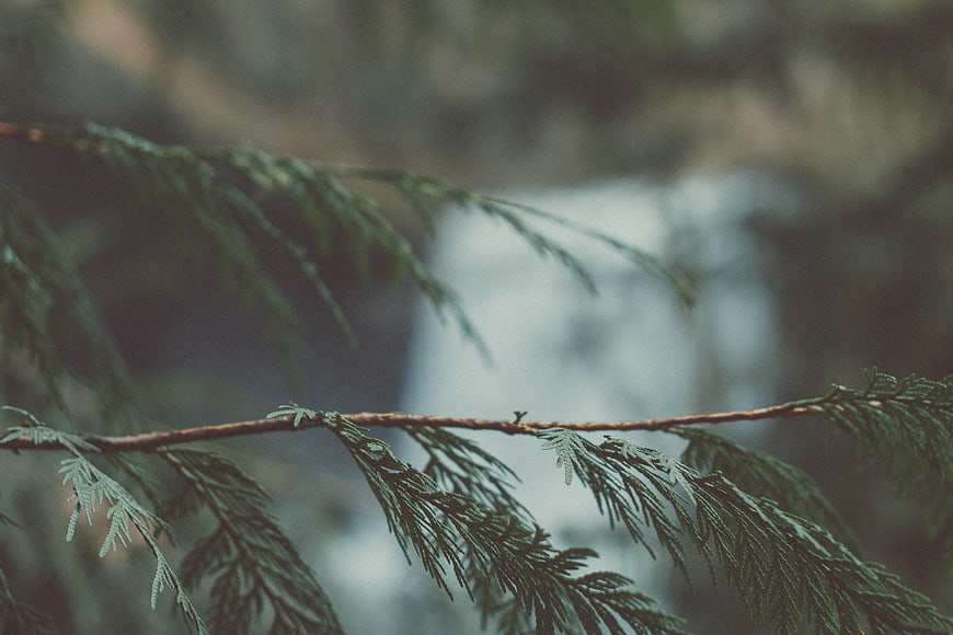 Close-up of pine branch with blurred waterfall background
