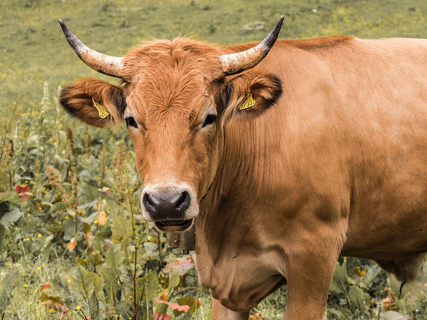 Brown Cow with Horns and Bell in Green Pasture