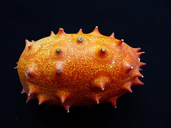 Close-up of orange horned melon fruit on black background
