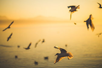 Seagulls Flying Over Ocean at Golden Sunset