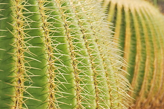Close-up of green barrel cactus with sharp yellow spines