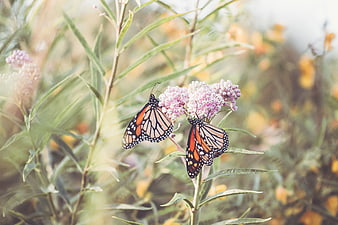 Two Monarch Butterflies on Pink Milkweed Flowers
