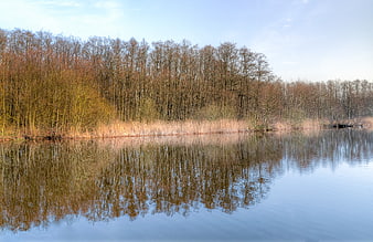 Serene Lake Reflection with Bare Trees and Reeds