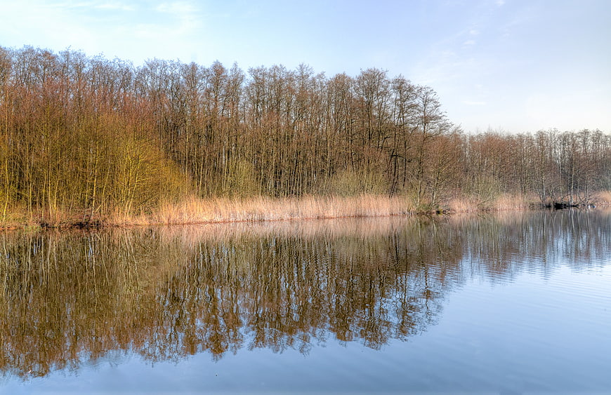 Serene Lake Reflection with Bare Trees and Reeds
