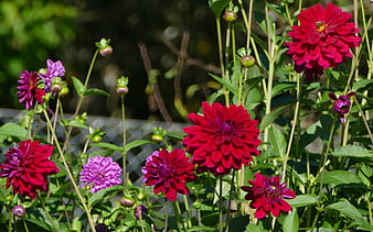 Vibrant Red and Purple Dahlias in a Sunny Garden