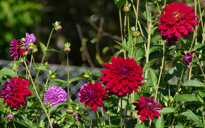 Vibrant Red and Purple Dahlias in a Sunny Garden