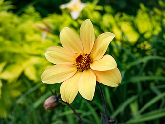 Close-up of Yellow Dahlia Flower in Garden
