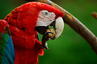 Scarlet Macaw Eating Nut on Branch