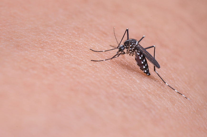 Macro shot of a mosquito biting human skin