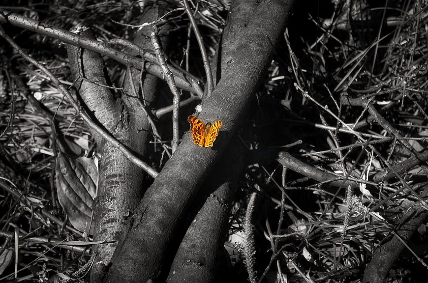 Orange butterfly on black and white forest branch