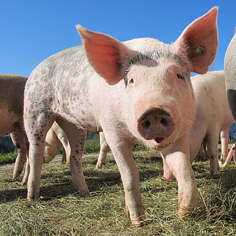 Close-up of spotted pig in outdoor farm pasture