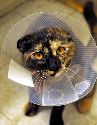 Tortoiseshell Cat Wearing Plastic Elizabethan Cone Collar