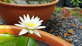 White Water Lily with Dew Drops in Terracotta Pot
