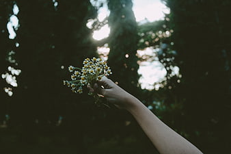 Hand holding daisies against sunlit forest bokeh background