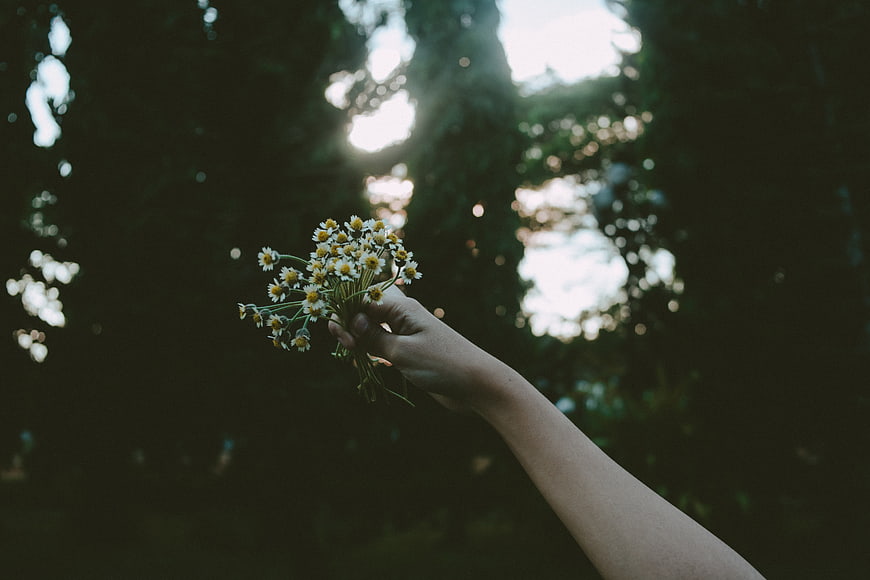 Hand holding daisies against sunlit forest bokeh background
